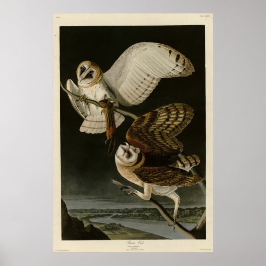 Audubons Vögel von Amerika (Tyto alba) Poster (Vorne)