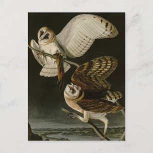 Audubons Vögel von Amerika (Tyto alba) Postkarte