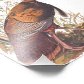 Audubons Vögel von Amerika Wild Türkei Herbstvogel Fotodruck (Ecke)