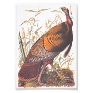 Audubons Vögel von Amerika Wild Türkei Herbstvogel Fotodruck