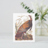 Audubons Vögel von Amerika Wild Türkei Herbstvogel Postkarte (Stehend Vorderseite)