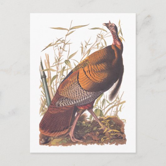 Audubons Vögel von Amerika Wild Türkei Herbstvogel Postkarte (Vorderseite)