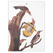 Audubons Vogelfamilie Golden-Winged Woodpecker Klemmbrett (Rückseite)