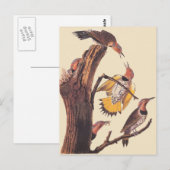 Audubons Vogelfamilie Golden-Winged Woodpecker Postkarte (Vorne/Hinten)