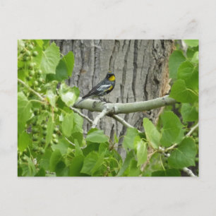 Audubons Warbler-Naturfotografie Postkarte
