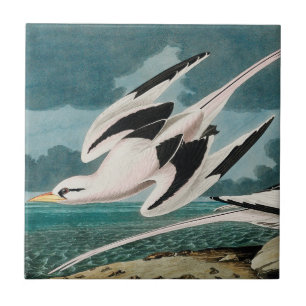 Audubons Weißschwanz-Tropikvogel Fliese