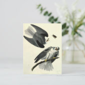 Audubons weißschwänziger Drachen Postkarte (Stehend Vorderseite)