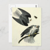 Audubons weißschwänziger Drachen Postkarte (Vorne/Hinten)
