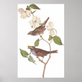 Audubons Weißwurzelvogel mit Blume Poster (Vorne)