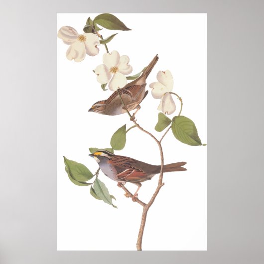 Audubons Weißwurzelvogel mit Blume Poster (Vorne)