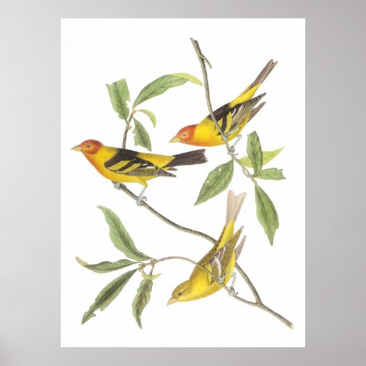 Audubons Western Tanager Poster (Vorne)