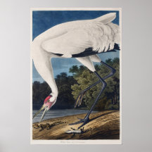 Audubon's Whooping Crane Watercolor Illustration