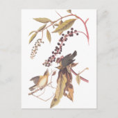 Audubon's Wurm Eating Warbler Postkarte (Vorderseite)