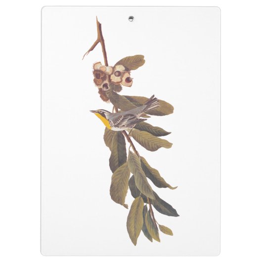 Audubons Yellowthroat-Warbler-Vogel auf Baumzweig Klemmbrett (Rückseite)