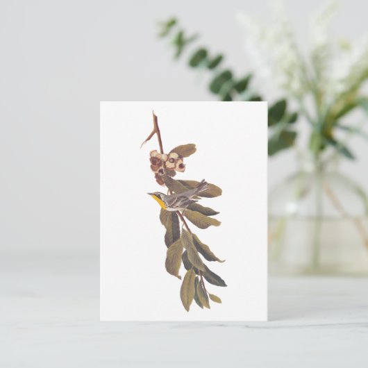 Audubons Yellowthroat-Warbler-Vogel auf Baumzweig Postkarte (Stehend Vorderseite)