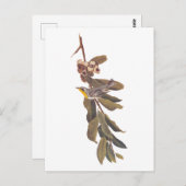 Audubons Yellowthroat-Warbler-Vogel auf Baumzweig Postkarte (Vorne/Hinten)
