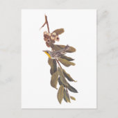 Audubons Yellowthroat-Warbler-Vogel auf Baumzweig Postkarte (Vorderseite)