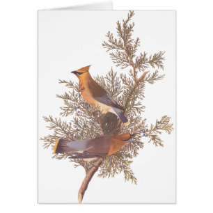 Audubons Zeder-Waxwing-Vogelparade auf dem Evergre