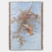 Audubons Zeder-Waxwing-Vogelparade auf dem Evergre Decke (Vorderseite Vertikal)