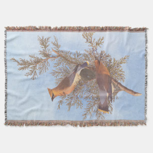 Audubons Zeder-Waxwing-Vogelparade auf dem Evergre Decke