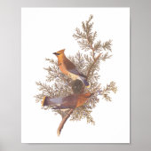 Audubons Zeder-Waxwing-Vogelparade auf dem Evergre Poster (Vorne)