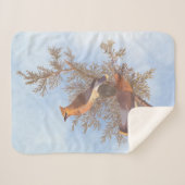 Audubons Zeder-Waxwing-Vogelparade auf dem Evergre Sherpadecke (Vorderseite (Horizontal))