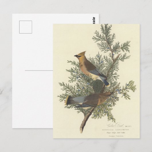 Audubons Zedernholzgeflecht Postkarte (Vorne/Hinten)