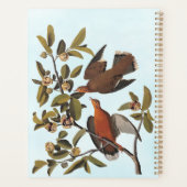 Audubons Zenaida-Taubenvögel auf Baumzweig Planer (Rückseite)