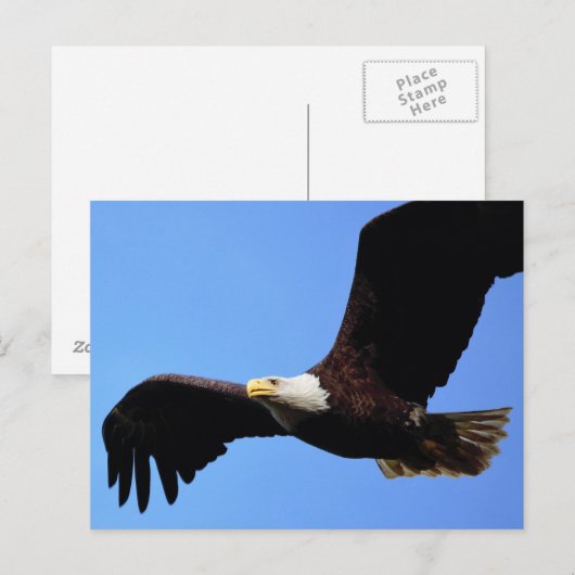 Auf Adlerwings Postkarte (Vorne/Hinten)