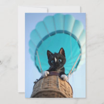 Auf, auf und weg mit Felini, der Katze