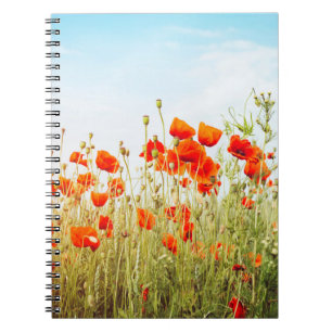 Auf dem Feld nahe Pappchen. Wilde Blume im Frühlin Notizblock