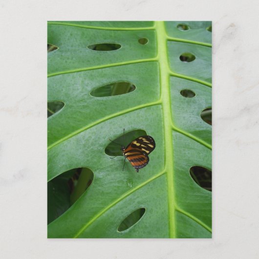 Auf dem Feld Postkarte (Vorderseite)