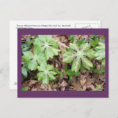 Auf dem Grund von Jefferson's Monticello... Postkarte (Vorne/Hinten)