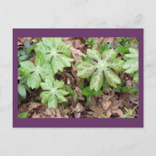 Auf dem Grund von Jefferson's Monticello... Postkarte