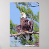 Auf dem höchsten Kiefernholz - Poster oder Druck (Vorne)
