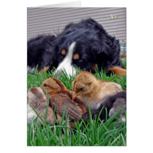 Auf dem Job Bernese Mountain Hund Gaurds Baby Chic