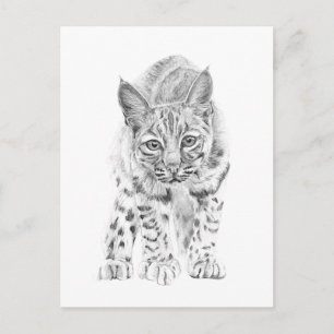 Auf dem Kessel eines jungen Bobcat Postkarte