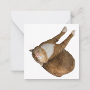 Auf-dem-Kopf-Sonnenstrahl-Katze Mitteilungskarte