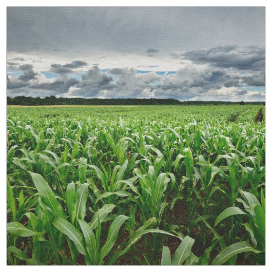 Auf dem Mais-Gebiet Stoff (Muster)