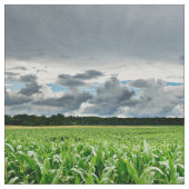 Auf dem Mais-Gebiet Stoff (Nahaufnahme)