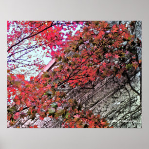 AUF DEM WEG DURCH CRIMSON LEAVES/DIG.EFFEC POSTER