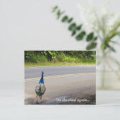 Auf dem Weg - Maui Peacock Postcard Postkarte (Stehend Vorderseite)
