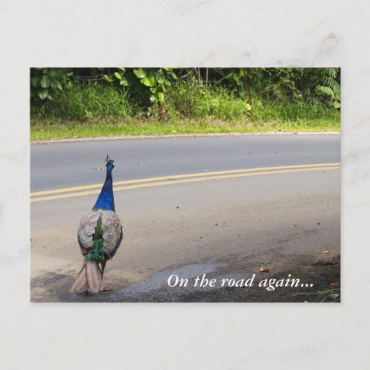 Auf dem Weg - Maui Peacock Postcard Postkarte (Vorderseite)