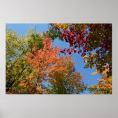 Auf den Baumsteinen Poster (Vorne)