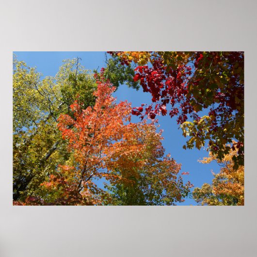 Auf den Baumsteinen Poster (Vorne)