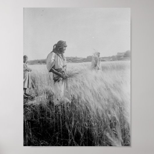 Auf den Feldern von Boaz in Bethlehem Poster (Vorne)