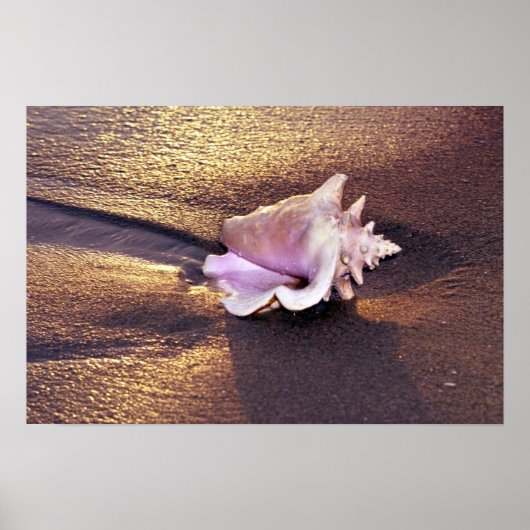 Auf den Fidschi-Inseln gibt es noch Muscheln wie d Poster (Vorne)