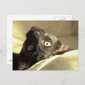 Auf den Kopf! Postkarte (Vorne/Hinten)