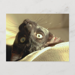 Auf den Kopf! Postkarte