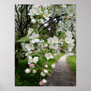 Auf den Zweigen der Blüten Poster